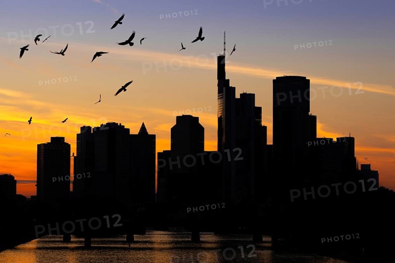 A flock of birds flies over the Frankfurt banking skyline in the evening shortly after sunset, Osthafen, Frankfurt am Main, Hesse, Germany