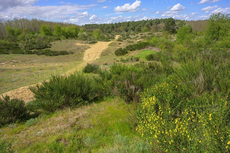 Flowering gorse in the Ðurdevacki pjesci nature reserve, Ðurdevac, Koprivnica-Križevc County, Croatia