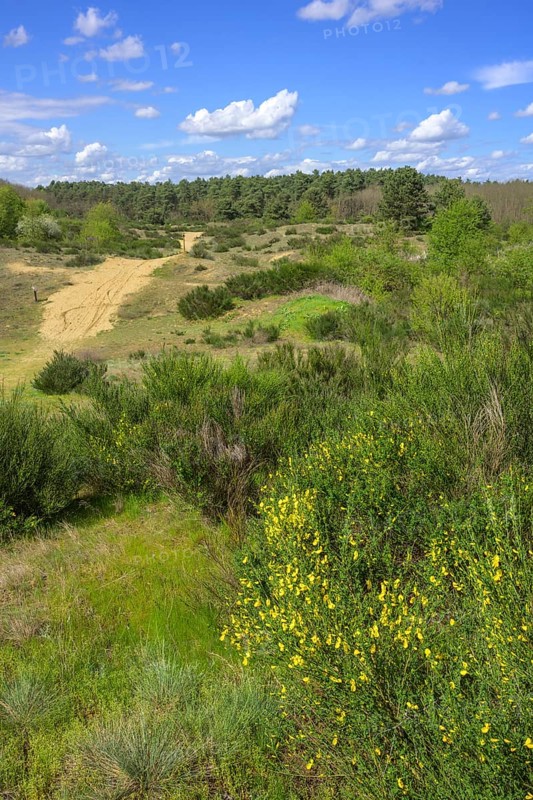 Flowering gorse in the Ðurdevacki pjesci nature reserve, Ðurdevac, Koprivnica-Križevc County, Croatia