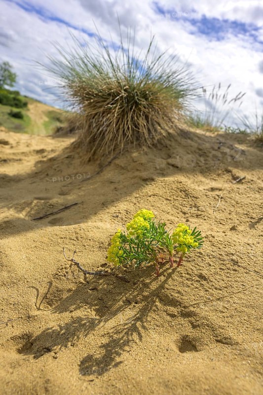 Sand dune in the Ðurdevacki pjesci nature reserve, Ðurdevac, Koprivnica-Križevc County, Croatia