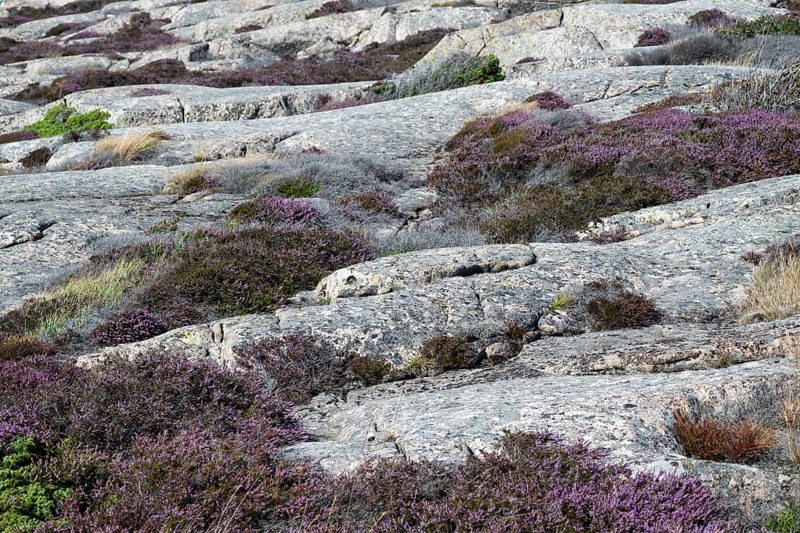 Heather, Bohus granite, Ramsvik, Ramsviklandet nature reserve, archipelago, Bohuslän, Skagerrak, Sotenäs, Västra Götalands län, Sweden