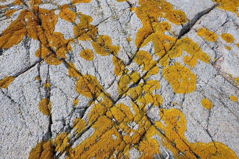 Yellowish lichen on a furrowed granite rock, Resö Island, Bohuslän, Skagerrak, Sotenäs, Västra Götalands län, Sweden