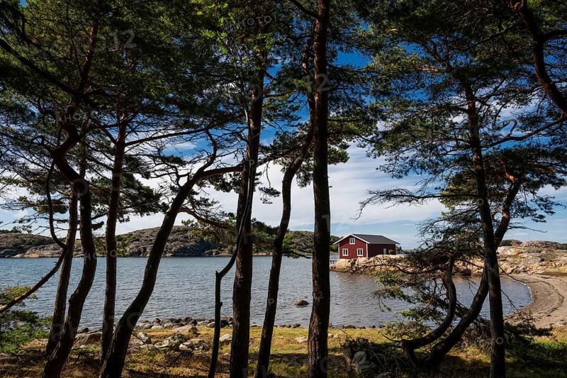 Pine forest and falun red house, Resö island, Bohuslän, Skagerrak, Sotenäs, Västra Götalands län, Sweden