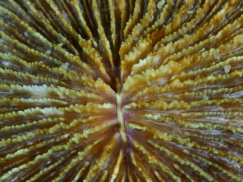Close-up of mushroom coral (Fungia fungites) in brown and beige. Dive site Gondol Bay, Gondol, Bali, Indonesia