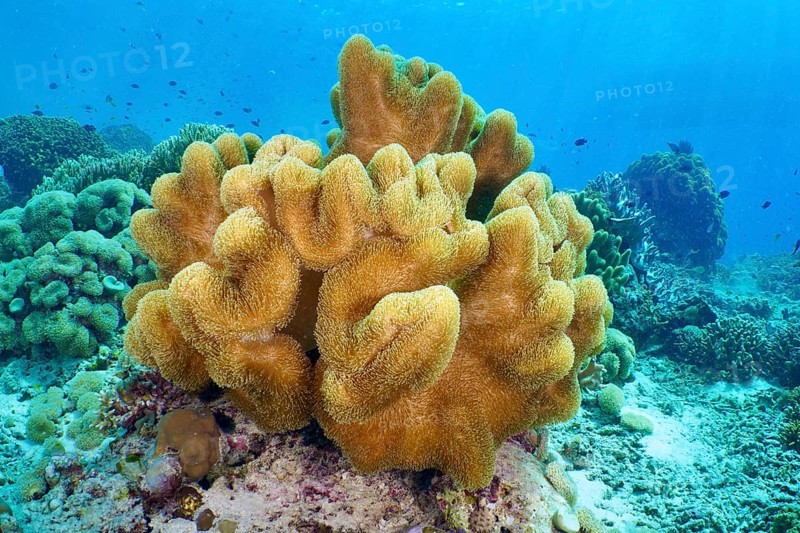 Yellow soft curved coral, mushroom leather coral (Sarcophyton glaucum) under deep blue water. Dive site Coral Garden, Menjangan, Bali, Indonesia