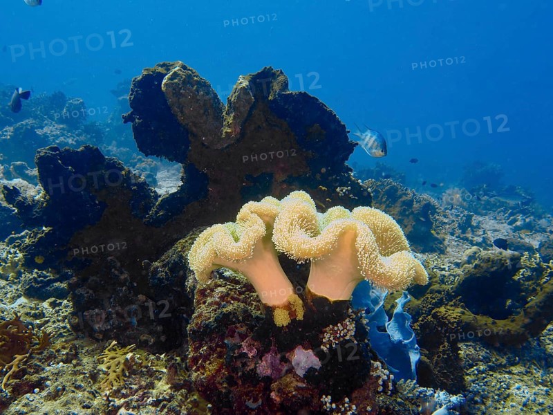 Two large curved soft corals, mushroom leather coral (Sarcophyton glaucum), on the seabed. Dive site Close Encounters, Permuteran, Bali, Indonesia