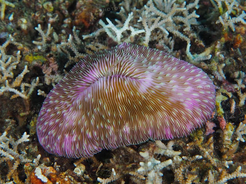 Purple mushroom coral (Fungia fungites) on a sea bed. Dive site Gondol Reef, Gondol, Bali, Indonesia