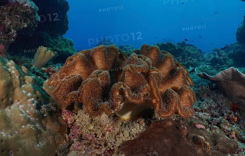 Large mushroom leather coral (Sarcophyton glaucum) on a tropical seabed. Dive site Toyapakeh, Nusa Ceningan, Nusa Penida, Bali, Indonesia