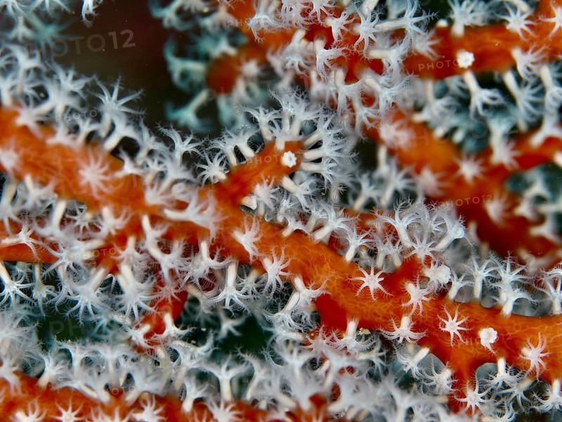 Detailed image of red coral branches of Godeffroy's soft coral (Siphonogorgia godeffroyi) with white polyps in an underwater environment. Dive site Gondol Reef, Gondol, Bali, Indonesia