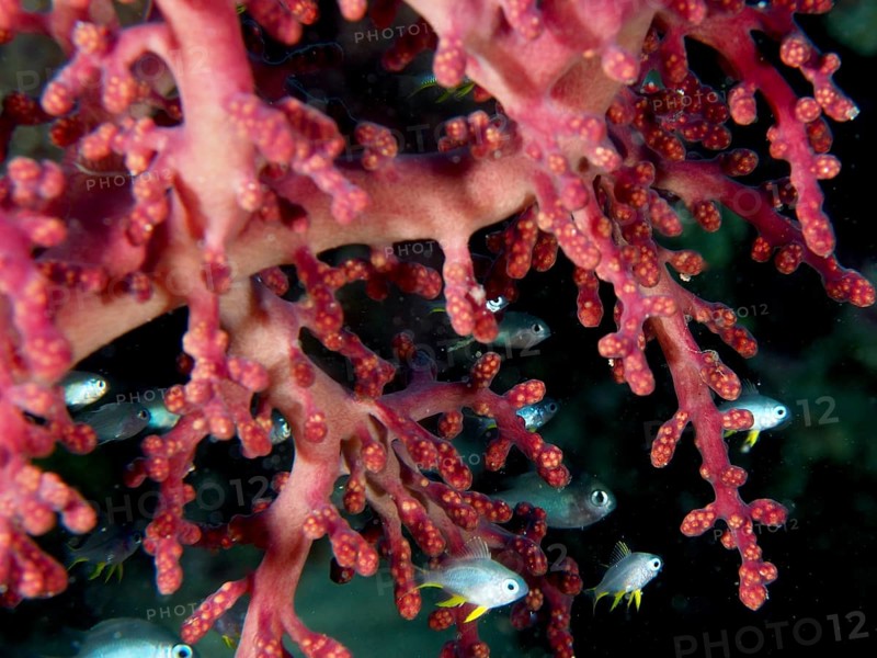 Close-up of Godeffroy's soft coral (Siphonogorgia godeffroyi) and fish, revealing a rich marine ecosystem. Dive site Spice Reef, Penyapangan, Bali, Indonesia