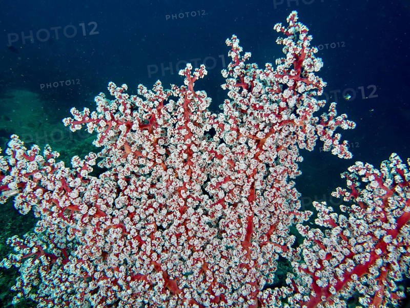 Dense white coral polyps of Godeffroy's soft coral (Siphonogorgia godeffroyi) form an impressive structure in the deep ocean. Dive site Pidada, Penyapangan, Bali, Indonesia