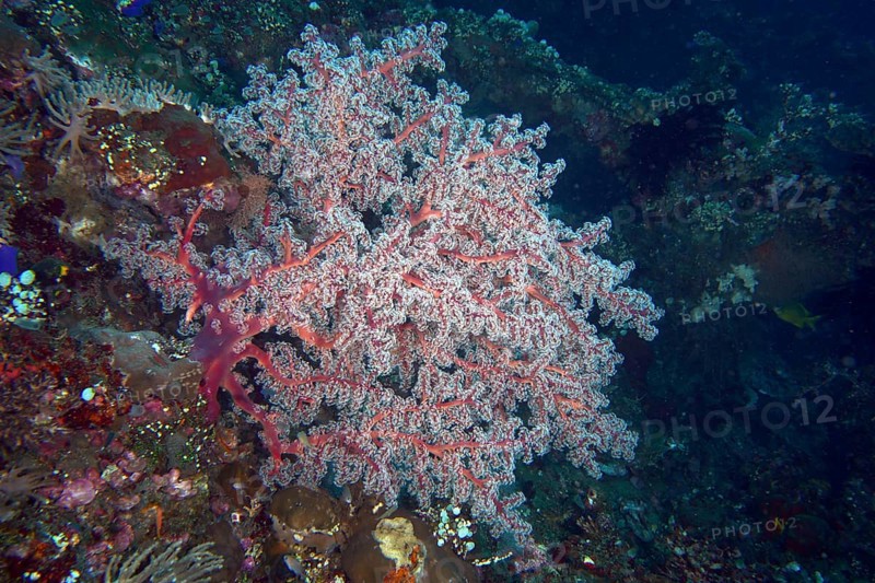 Filigree red coral structure, Godeffroy's soft coral (Siphonogorgia godeffroyi), rises in a colourful seascape. Dive site wreck of the USAT Liberty, Tulamben, Bali, Indonesia