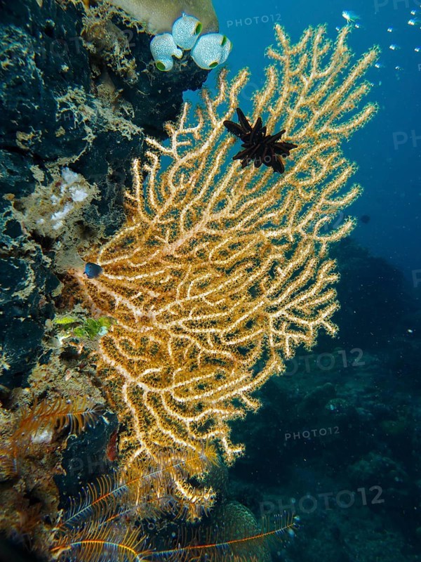 Filigree structure of a branch of Yellow gorgonian (Echinogorgia) in deep blue water. Dive site Prapat, Penyapangan, Bali, Indonesia