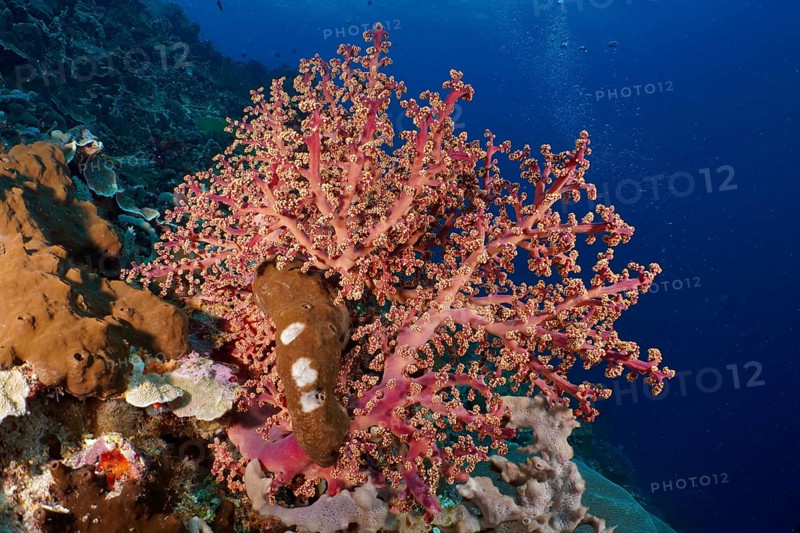 Eye-catching pink coral, Godeffroy's soft coral (Siphonogorgia godeffroyi), attracts in contrast to the deep blue ocean background. Dive site SD, Nusa Ceningan, Nusa Penida, Bali, Indonesia