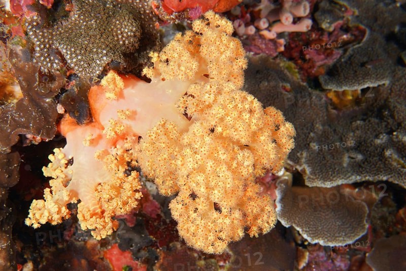Detailed view of a yellow tree coral (Dendronephthya) in a richly textured marine environment. Dive site Toyapakeh, Nusa Ceningan, Nusa Penida, Bali, Indonesia
