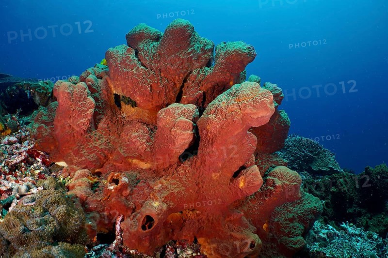 Striking Brown tube sponge (Porifera) rises from the detailed seabed. Dive site SD, Nusa Ceningan, Nusa Penida, Bali, Indonesia