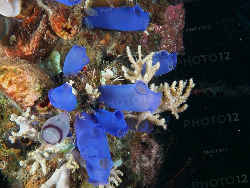 Blue Sea Squirt (Clavelina coerulea) in the ocean on a coral reef. Dive site Prapat, Penyapangan, Bali, Indonesia