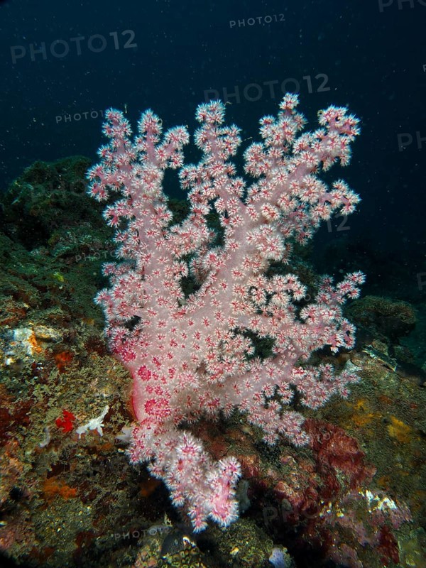 Light pink tree coral (Dendronephthya) under water on the seabed. Dive site Spice Reef, Penyapangan, Bali, Indonesia