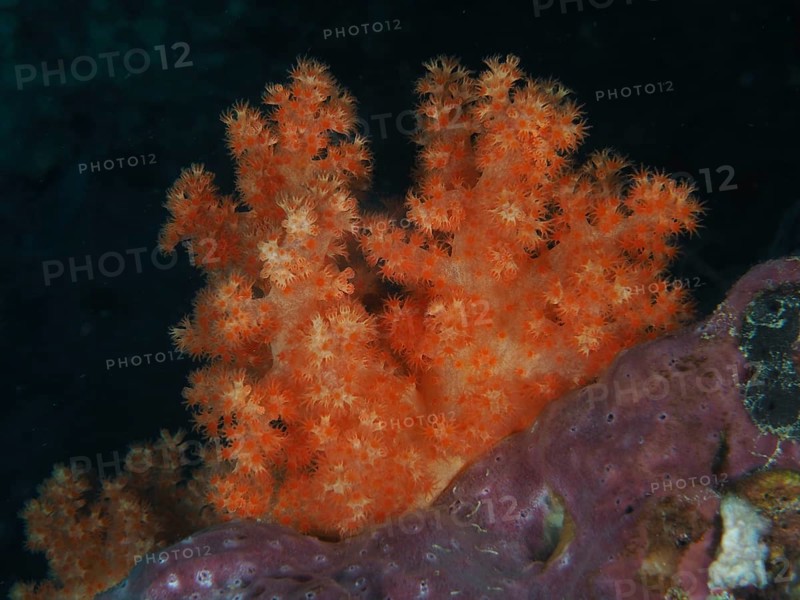 Bright orange tree coral (Dendronephthya) against a dark background in the sea. Dive site SD, Nusa Ceningan, Nusa Penida, Bali, Indonesia