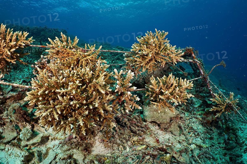 Underwater coral nursery to promote reef growth. Dive site SD, Nusa Ceningan, Nusa Penida, Bali, Indonesia