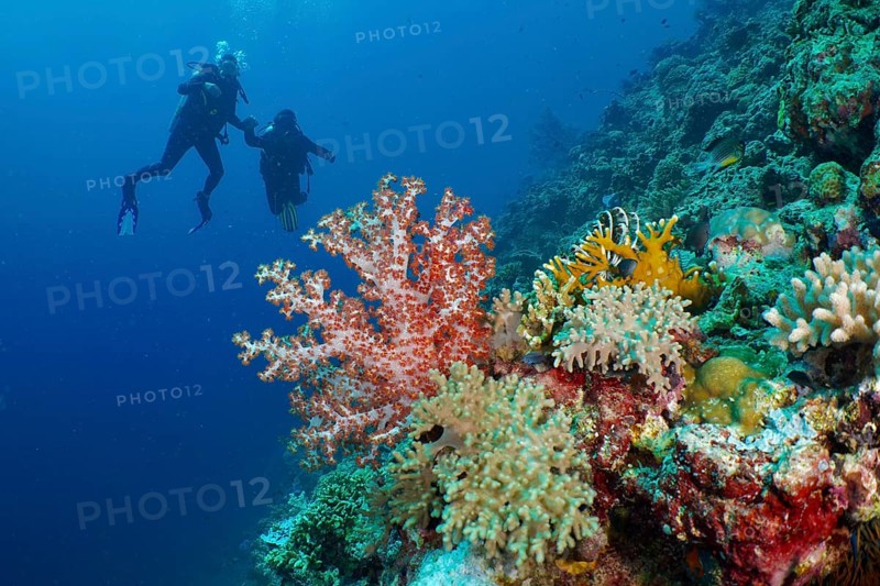 Divers explore a colourful coral reef with Klunzinger's tree coral (Dendronephthya klunzingeri) . Dive site Coral Garden, Menjangan, Bali, Indonesia