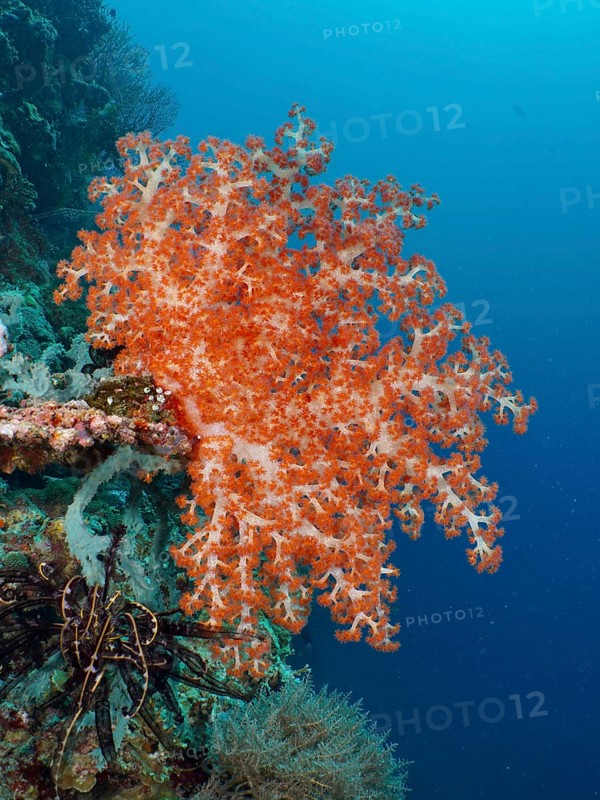 A magnificent orange-coloured soft coral, Klunzinger's Soft Coral (Dendronephthya klunzingeri), in the blue water. Dive site Coral Garden, Menjangan, Bali, Indonesia