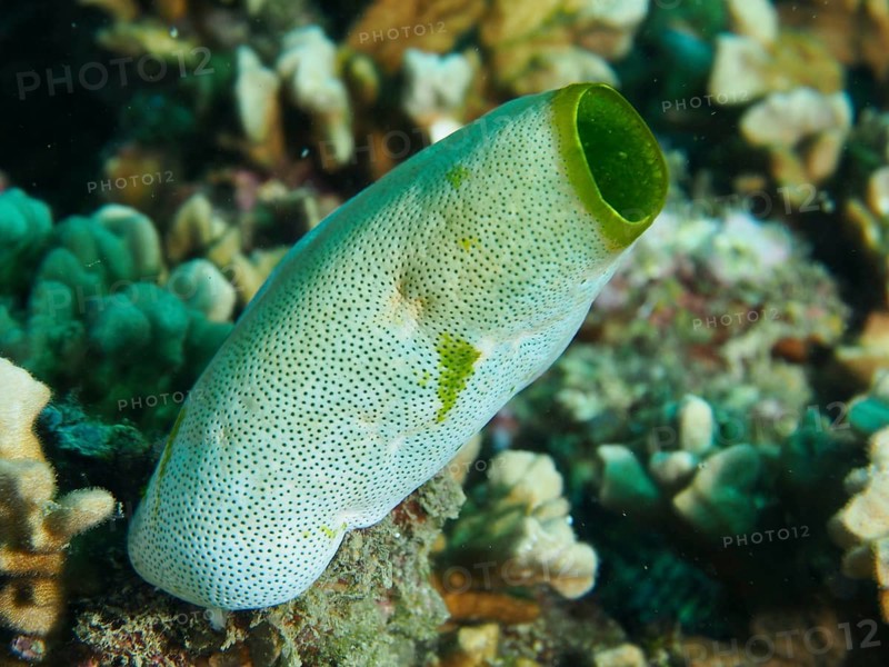 Green Urn Sea Squirt (Didemnum molle) with dotted pattern in a coral reef. Dive site Prapat, Penyapangan, Bali, Indonesia