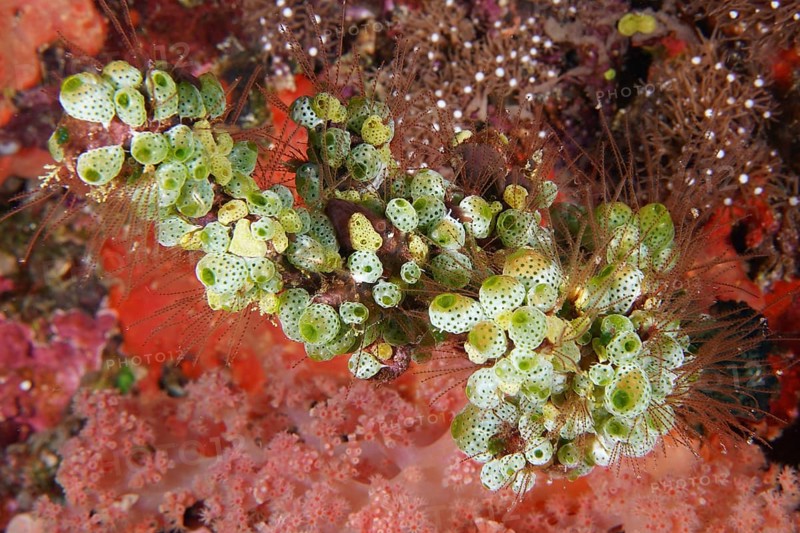 Green Urn Sea Squirt (Didemnum molle) in a lively coral landscape. Dive site Toyapakeh, Nusa Ceningan, Nusa Penida, Bali, Indonesia