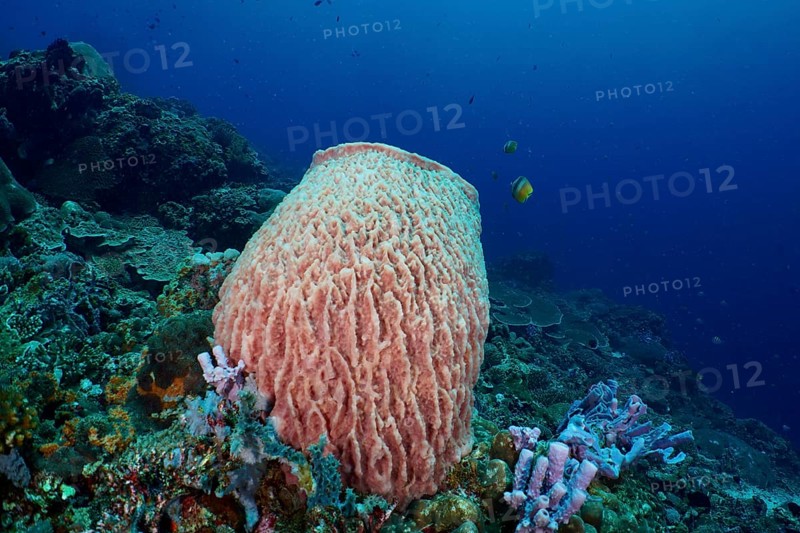 A Barrel sponge (Xestospongia testudinaria) rises majestically in clear blue water. Dive site SD, Nusa Ceningan, Nusa Penida, Bali, Indonesia