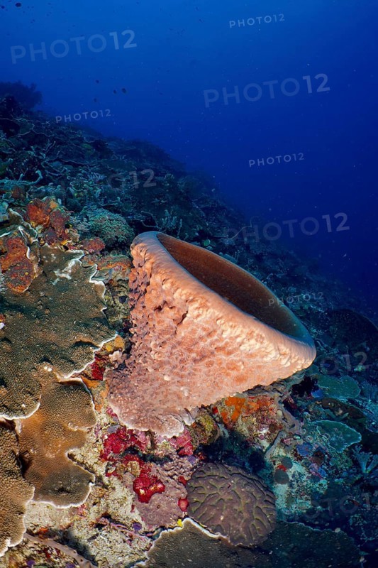 Barrel sponge, barrel sponge (Xestospongia testudinaria) on the reef, surrounded by marine life and natural structures. Dive site SD, Nusa Ceningan, Nusa Penida, Bali, Indonesia