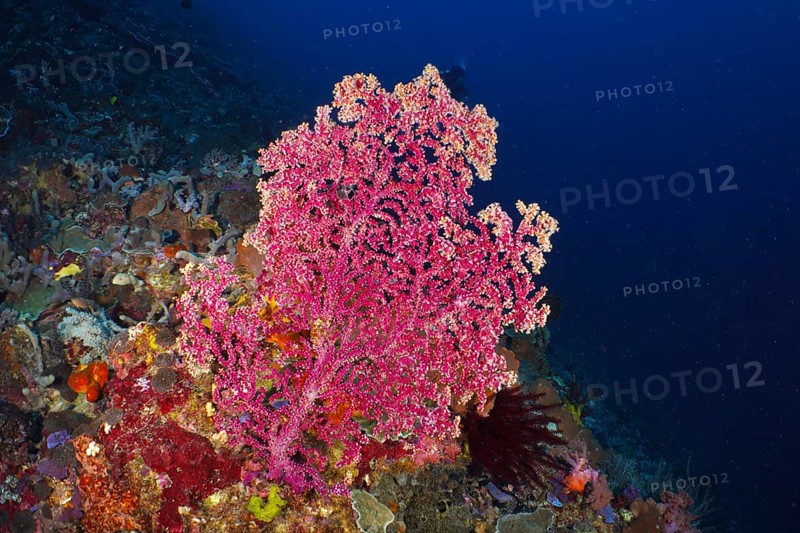 Large pink Godeffroy's soft coral (Siphonogorgia godeffroyi) in the deep blue sea, surrounded by various corals in the reef. Dive site SD, Nusa Ceningan, Nusa Penida, Bali, Indonesia