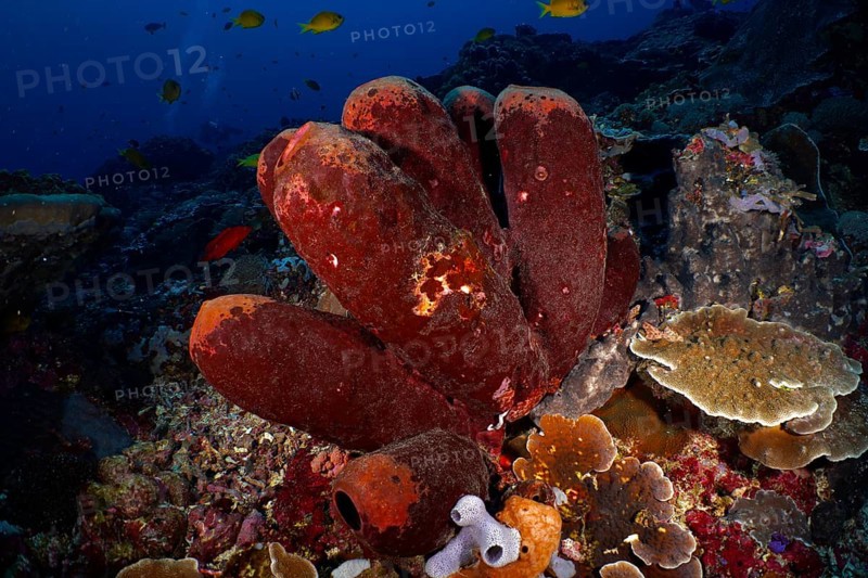 Brown tube sponge (Porifera) with an environment of various marine life forms under water. Dive site Toyapakeh, Nusa Ceningan, Nusa Penida, Bali, Indonesia