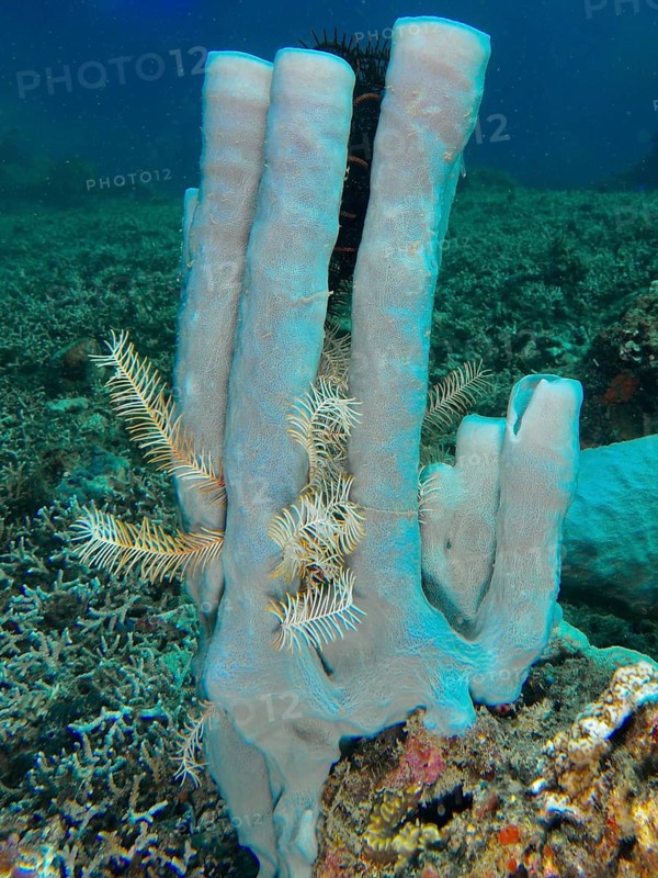 Blue-grey large tubular sponge (Haliclona (Reniera) fascigera) with filigree white elements in a rich underwater fauna. Dive site Pidada, Penyapangan, Bali, Indonesia