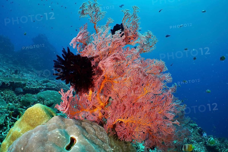 A magnificent red knotted fan (Melithaea ochracea) in the middle of a lively coral reef in blue sea water. Dive site Crystal Bay, Nusa Ceningan, Nusa Penida, Bali, Indonesia