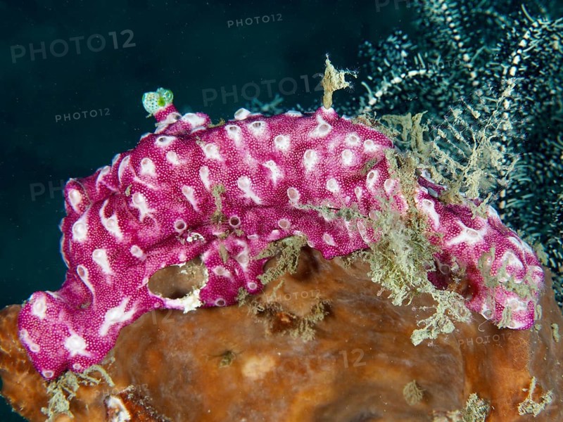 Pink mat sea squirt (Didemnum membranaceum), sea squirt, on a coral reef. Dive site Prapat, Penyapangan, Bali, Indonesia
