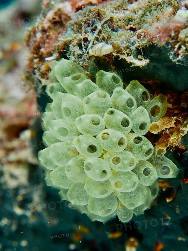 Cluster of green transparent sea squirts, Robust Reef Sea Squirt (Atriolum robustum) juvenile, on a rocky surface. Dive site Prapat, Penyapangan, Bali, Indonesia