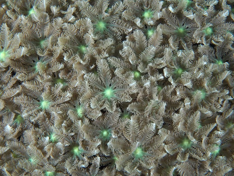 Beige-green star-shaped corals, tube coral (Clavularia viridis), cover the seabed. Dive site Pidada, Penyapangan, Bali, Indonesia