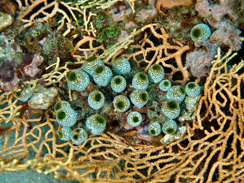 Close-up of green tubular organisms, robust reef squirt (Atriolum robustum), on coral. Dive site Twin Reef, Penyapangan, Bali, Indonesia