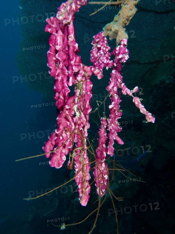Fine pink mat sea squirt (Didemnum membranaceum), sea squirt hanging in deep water. Dive site Prapat, Penyapangan, Bali, Indonesia