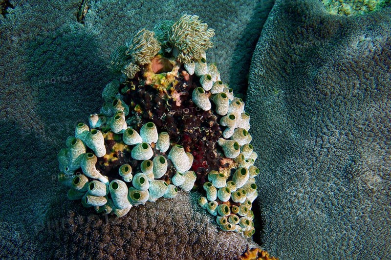 Underwater photograph of robust reef sea squirt (Atriolum robustum) on coral surface. Dive site SD, Nusa Ceningan, Nusa Penida, Bali, Indonesia
