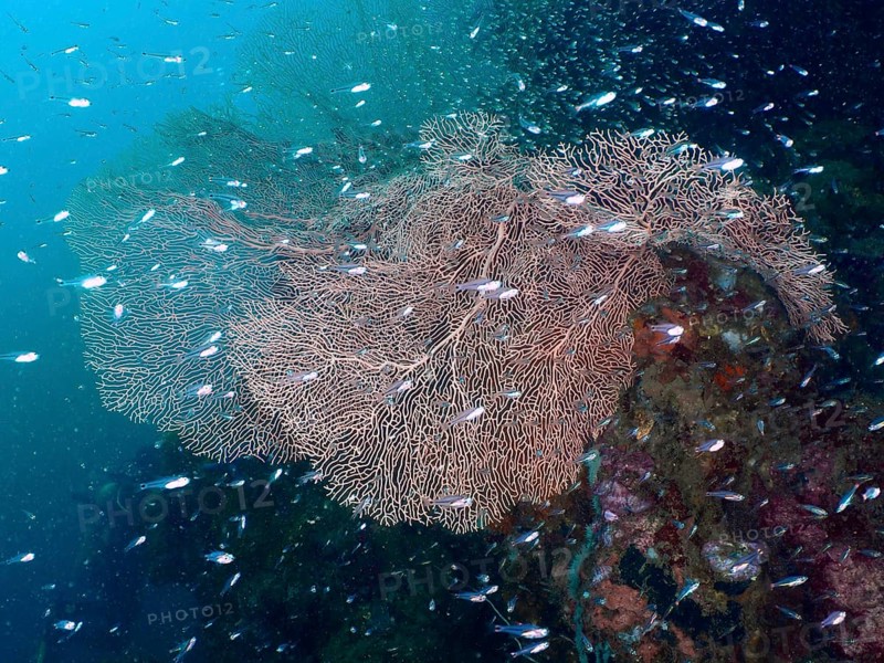 School of small fish swimming around large giant fan coral (Annella mollis) . Dive site Sweet Reef, Penyapangan, Bali, Indonesia