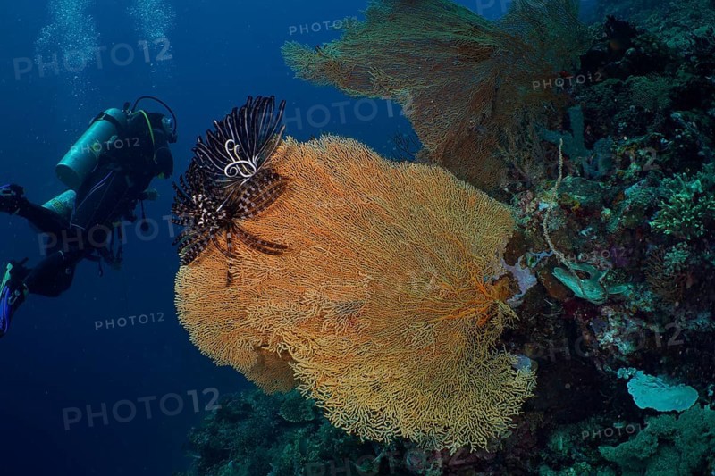 Diver exploring a giant fan coral (Annella mollis) underwater. Dive site Coral Garden, Menjangan, Bali, Indonesia