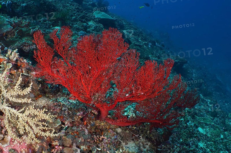 Large red knot fan (Melithaea ochracea) anchored on a reef in deep blue water. Dive site Crystal Bay, Nusa Ceningan, Nusa Penida, Bali, Indonesia
