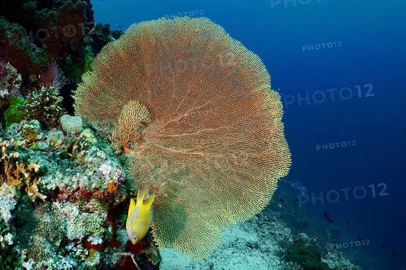 Dominant giant fan coral (Annella mollis) protrudes from an underwater rock. Dive site Coral Garden, Menjangan, Bali, Indonesia