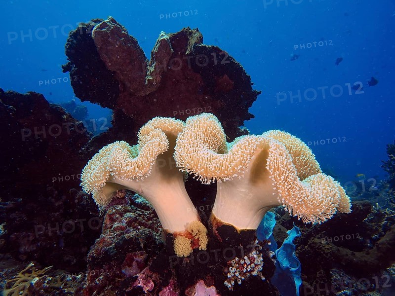 Underwater photo of mushroom leather coral (Sarcophyton glaucum) in a calm sea depth. Dive site Close Encounters, Permuteran, Bali, Indonesia