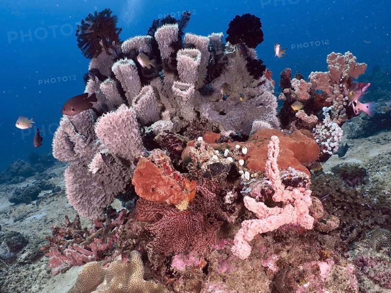 Various pink and purple-coloured specimens of spiny tube sponge (Callyspongia (Cladochalina) aerizusa) surrounded by fish. Dive site Twin Reef, Penyapangan, Bali, Indonesia