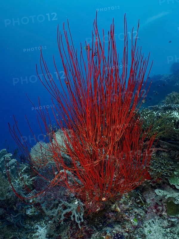 Red bush gorgonian (Ellisella ceratophyta) towering in front of a blue seabed. Dive site Coral Garden, Menjangan, Bali, Indonesia