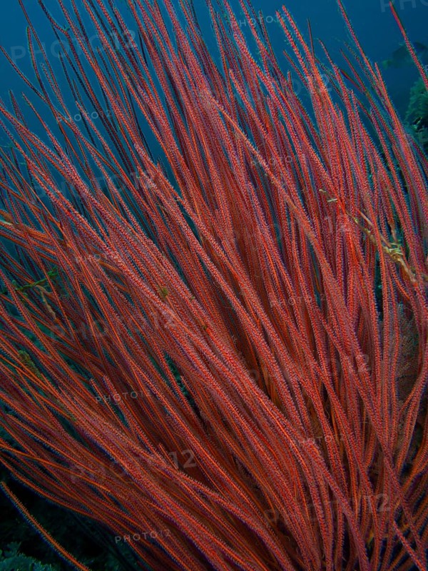 Dense shrub gorgonian (Ellisella ceratophyta), close-up under water. Dive site Spice Reef, Penyapangan, Bali, Indonesia