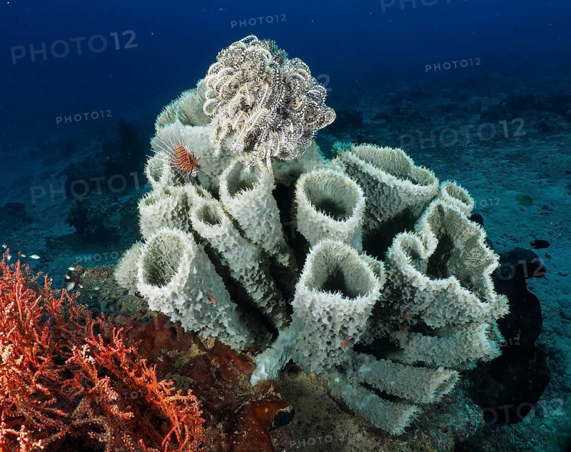 Large spiny tube sponge (Callyspongia (Cladochalina) aerizusa) on the seabed. Dive site Prapat, Penyapangan, Bali, Indonesia