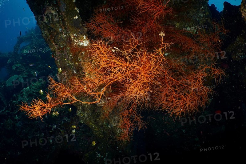 Dark background with orange coloured Black coral (Antipathes dichotoma) . Dive site wreck of the USAT Liberty, Tulamben, Bali, Indonesia